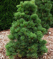 Сосна румелійська Pinus peuce