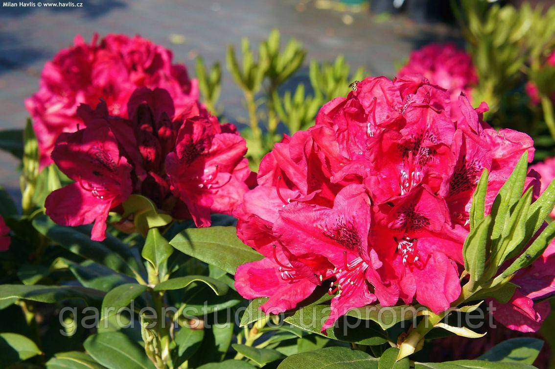 Рододендрон гібридний Лорд Робертс (Rhododendron Lord Roberts)