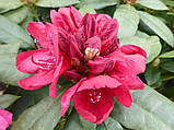 Рододендрон гібридний Лорд Робертс (Rhododendron Lord Roberts), фото 3