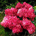 Саджанці Гортензії волотистої Вімс Ред (Hydrangea paniculata Wim's Red) Р9, фото 2