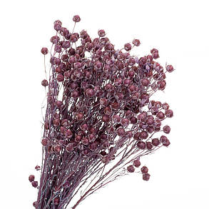 Сухотцет Фіолет, стабілізований (8213-006), фото 2