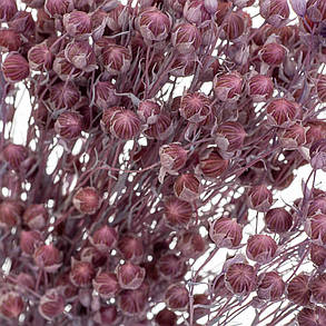 Сухотцет Фіолет, стабілізований (8213-006), фото 3