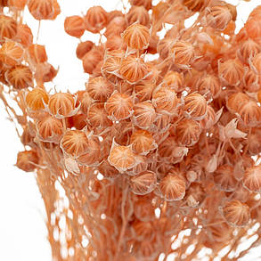 Персик Сухотцета, стабілізований (8213-007), фото 3