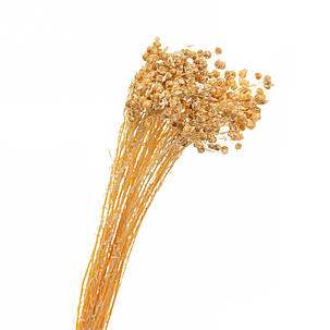 Сухий льон жовтий, стабілізований (8213-008), фото 1