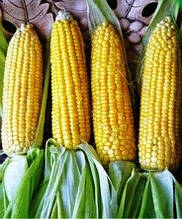 Насіння кукурудзи цукрової Світ Голд