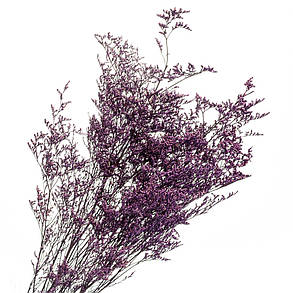 Декоративна фіалка, стабілізована (8213-009), фото 2