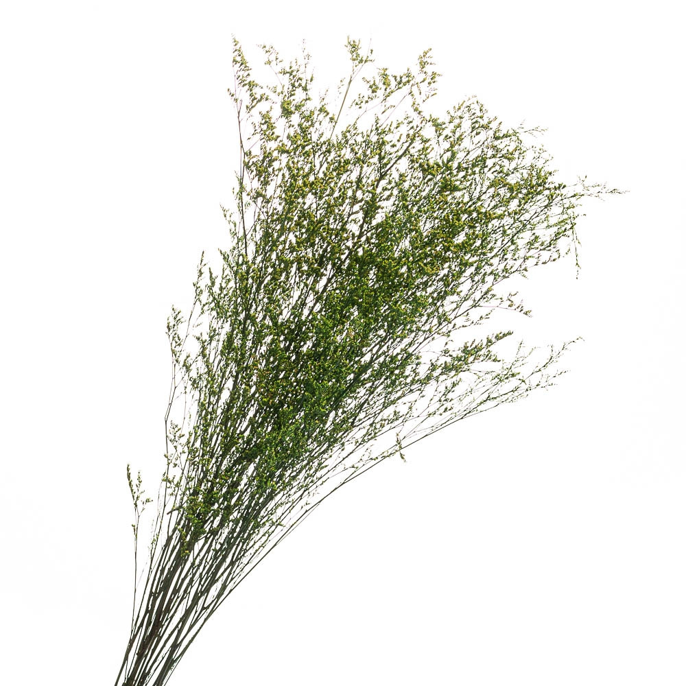 Декоративна гілка зелена, стабілізована (8213-010)