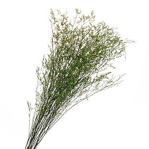 Декоративна гілка зелена, стабілізована (8213-010), фото 1