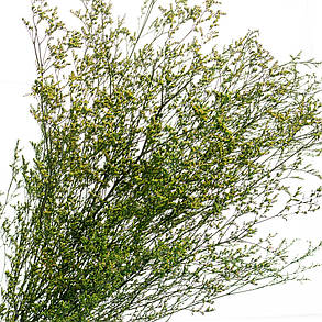 Декоративна гілка зелена, стабілізована (8213-010), фото 2