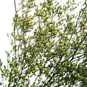 Декоративна гілка зелена, стабілізована (8213-010), фото 3