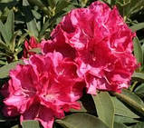 Рододендрон гібридний Вілгенс Рубі (Rhododendron Wilgens Ruby), фото 3