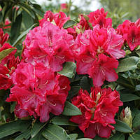 Рододендрон гібридний Вілгенс Рубі (Rhododendron Wilgens Ruby)