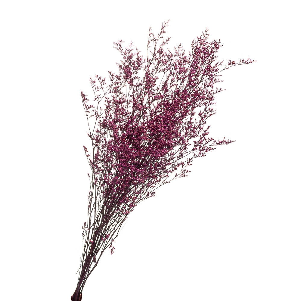 Декоративна фіалка, стабілізована (8213-013)