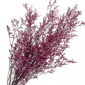 Декоративна фіалка, стабілізована (8213-013), фото 2