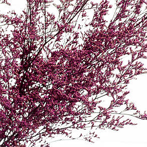 Декоративна фіалка, стабілізована (8213-013), фото 3