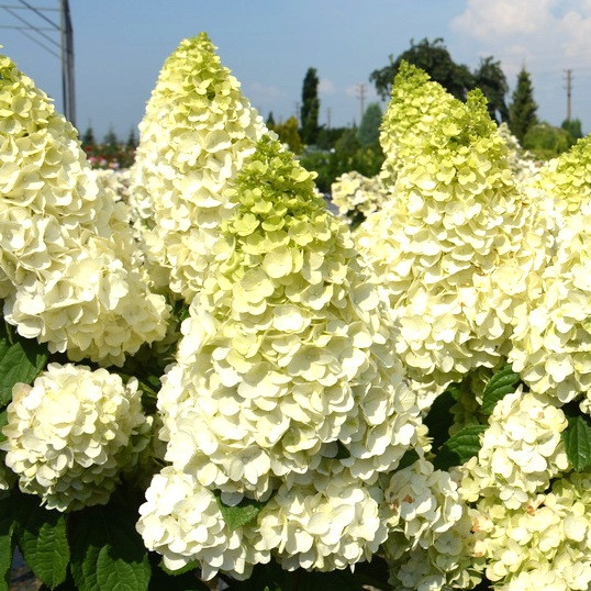 Саджанці Гортензії волотистої Меджикал Кіліманджаро (Hydrangea paniculata Magical Kilimanjaro) Р9