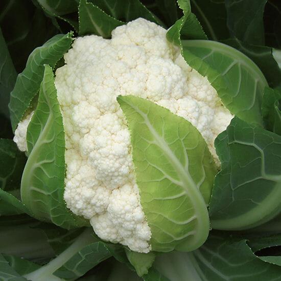 Капуста цвітна Чотири сезони, 5 г. (Власне фасування з оригінального упакування), (GSN - Semences)., фото 1