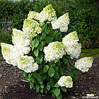 Саджанці Гортензії волотистої Мейджикл Мунлайт (Hydrangea paniculata Magical Moonlight) Р9, фото 2