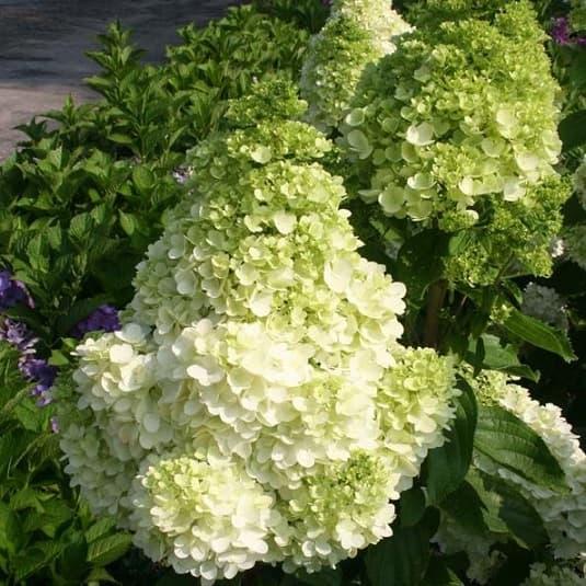 Саджанці Гортензії волотистої Мейджикл Мунлайт (Hydrangea paniculata Magical Moonlight) Р9