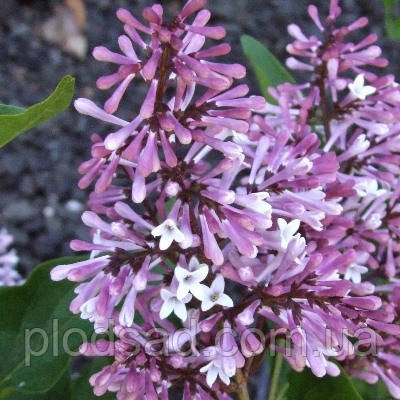 Бузок гребінець Miss Kim С5