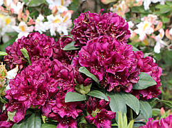 Рододендрон гібридний Поларнахт (Rhododendron Polarnacht)