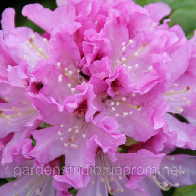 Рододендрон гібридний Чір (Rhododendron Cheer)