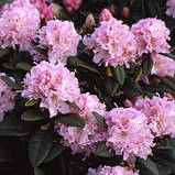 Рододендрон гібридний Чір (Rhododendron Cheer), фото 2