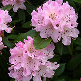 Рододендрон гібридний Чір (Rhododendron Cheer), фото 3