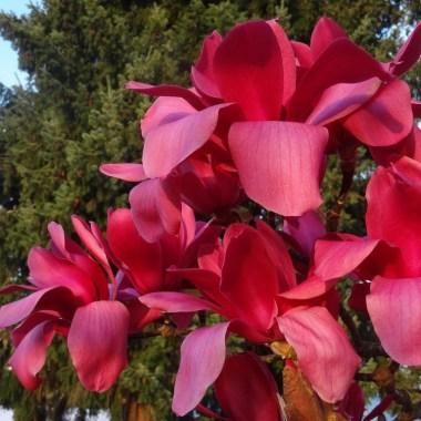 Магнолія Vulcan 3 річна 0.4-0.5м, Магнолія гібридна Вулкан, Magnolia Vulcan
