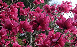 Магнолія Vulcan 3 річна 0.4-0.5м, Магнолія гібридна Вулкан, Magnolia Vulcan, фото 2
