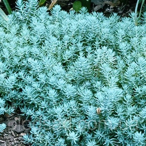 Очиток (седум) Blue Spruce