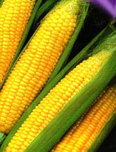Насіння кукурудзи цукрової Делікатесна
