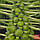 Розелла насіння капусти брюссельскої (Satimex) 0.5 г, фото 2