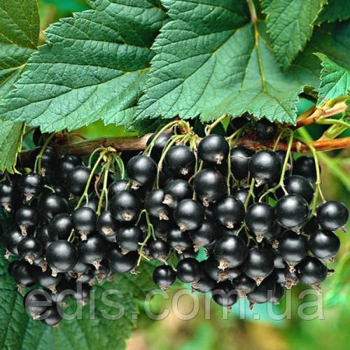 Смородина чорна Чорна Перлина