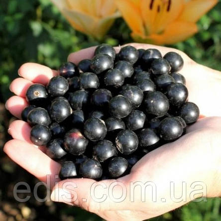 Смородина чорна Чорна Перлина, фото 2