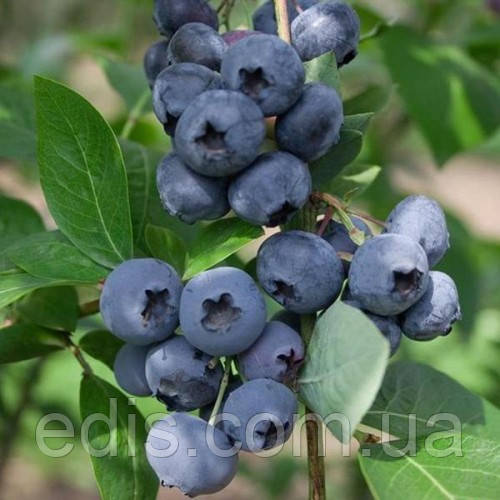 Чорниця Блакитна Розсип