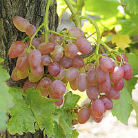 Виноград кишмиш Променистий (ранній) саджанці оптом