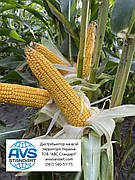 Кукурудза РУНІ ФАО 300. Насіння кукурудзи РУНІ врожайність-120ц/га, волога 14-15%, посуха 9 балів. Урожай 2020 року. 80тис.насіння / п. е.