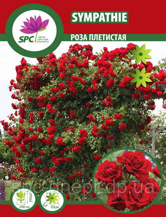 Роза в'юнка Red Beauty