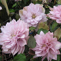 Клематис Виолет Элизабет (Clematis Violet Elizabeth)