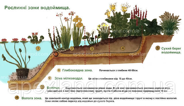 П'ять рослинних зон у водоймі Зони водного саду