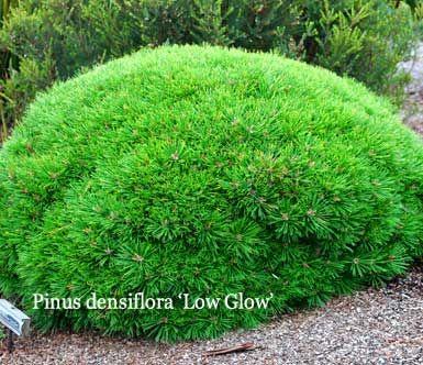 Сосна густоквіткова Low Glow 5 річна, Сосна густоквіткова Лоу Глоу, Pinus densiflora Low Glow