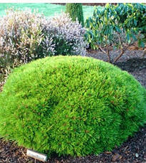 Сосна густоквіткова Low Glow 2 річна, Сосна густоцветковая Лоу Глоу, Pinus densiflora Low Glow, фото 5