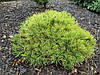 Сосна густоквіткова Low Glow 5 річна, Сосна густоквіткова Лоу Глоу, Pinus densiflora Low Glow, фото 9