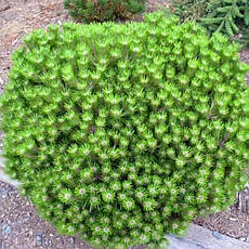 Сосна густоквіткова Low Glow 2 річна, Сосна густоцветковая Лоу Глоу, Pinus densiflora Low Glow, фото 3