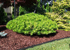 Сосна густоквіткова Low Glow 2 річна, Сосна густоцветковая Лоу Глоу, Pinus densiflora Low Glow, фото 4