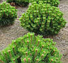 Сосна густоквіткова Low Glow 5 річна, Сосна густоквіткова Лоу Глоу, Pinus densiflora Low Glow, фото 7