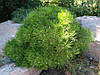 Сосна густоквіткова Low Glow 5 річна, Сосна густоквіткова Лоу Глоу, Pinus densiflora Low Glow, фото 8