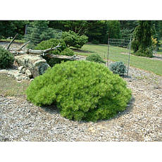 Сосна густоквіткова Low Glow 2 річна, Сосна густоцветковая Лоу Глоу, Pinus densiflora Low Glow, фото 6
