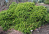 Сосна густоквіткова Low Glow 5 річна, Сосна густоквіткова Лоу Глоу, Pinus densiflora Low Glow, фото 10